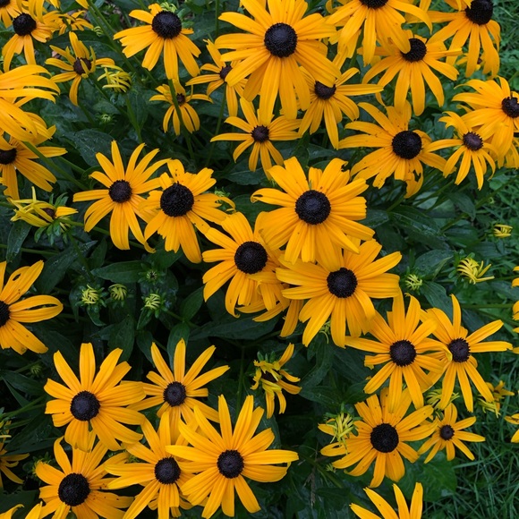 Meet your Posher, Elena - Picture 1 of 1